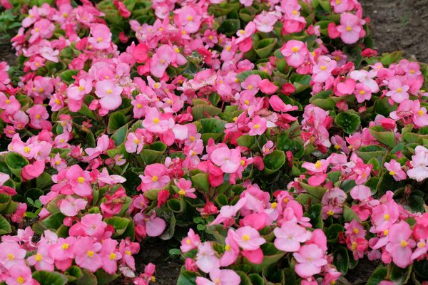 Conseils Essentiels pour Sélectionner la Pergola Parfaite pour Votre Jardin