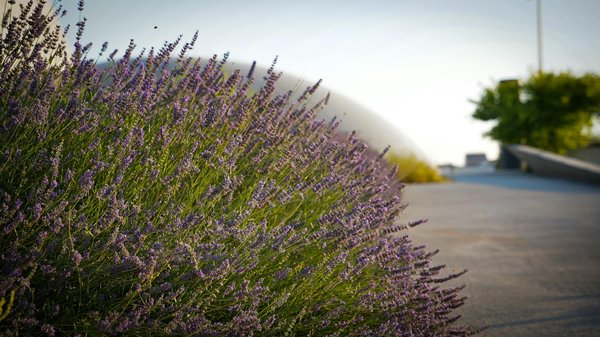 Découvrez les plaquettes de parement brique pour vos projets